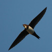 Goatsuckers and Swifts